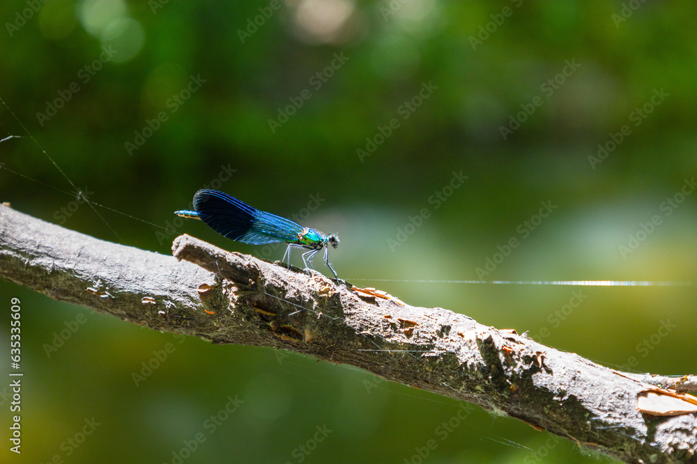A beautiful blue-turquoise dragonfly sits on a branch, basking in the warmth of a sunny summer day A beautiful blue-turquoise dragonfly sits on a branch, basking in the warmth of a sunny summer day