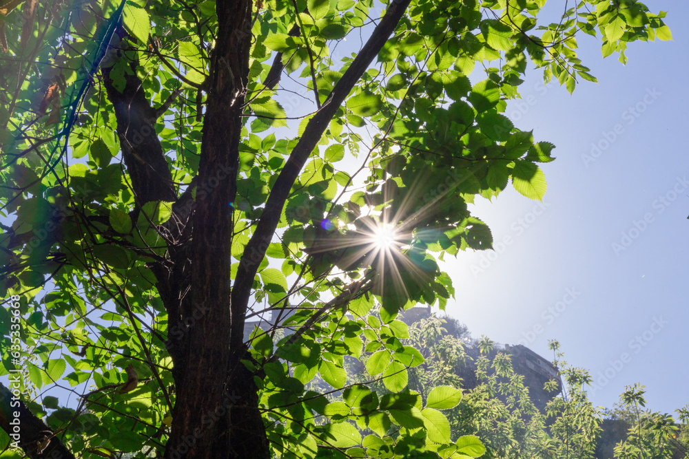 Sunbeams through the vivid green foliage, bottom up view Sunbeams through the vivid green foliage, bottom up view