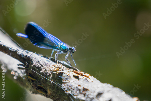 A beautiful blue-turquoise dragonfly sits on a branch, basking in the warmth of a sunny summer day