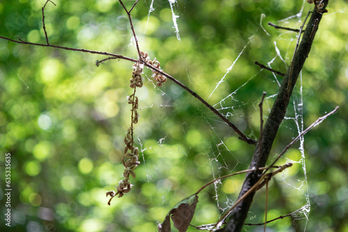 Spider web against the backdrop of trees with lush green foliage