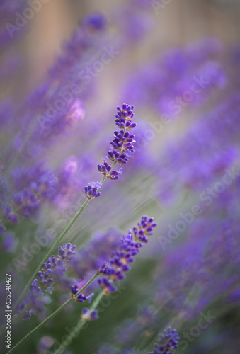 Close up of purple lavender flowers blooming in summer.