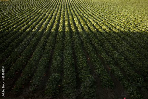 Rows of produce in field with shadow from passing train
