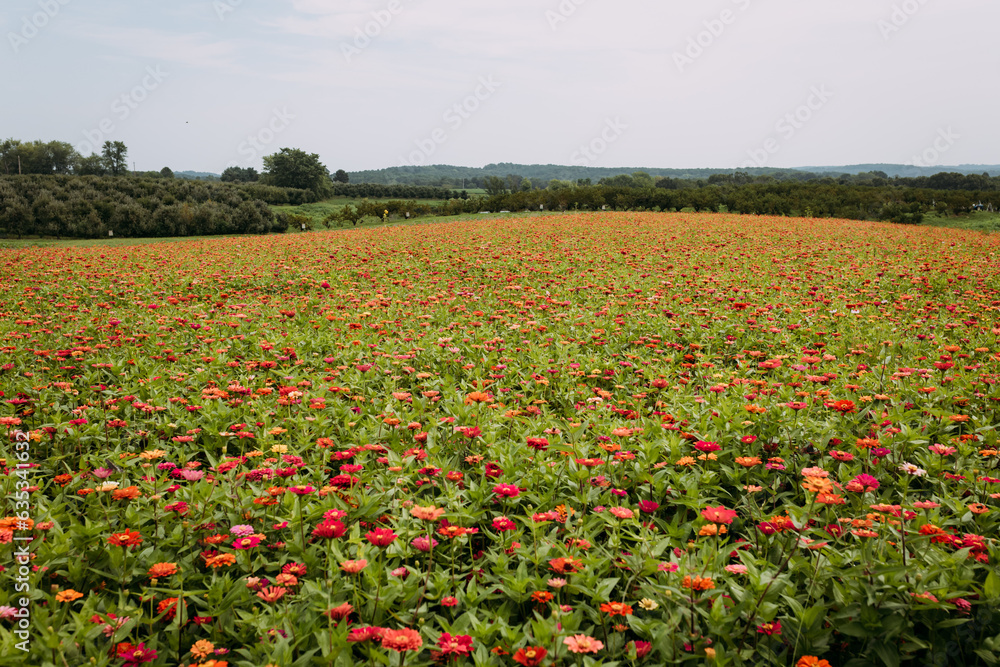 Sweeping landscape view of beautiful flower field during summer
