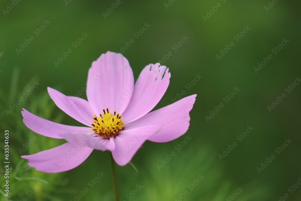 Vibrant pink and green spring wildflower flower background