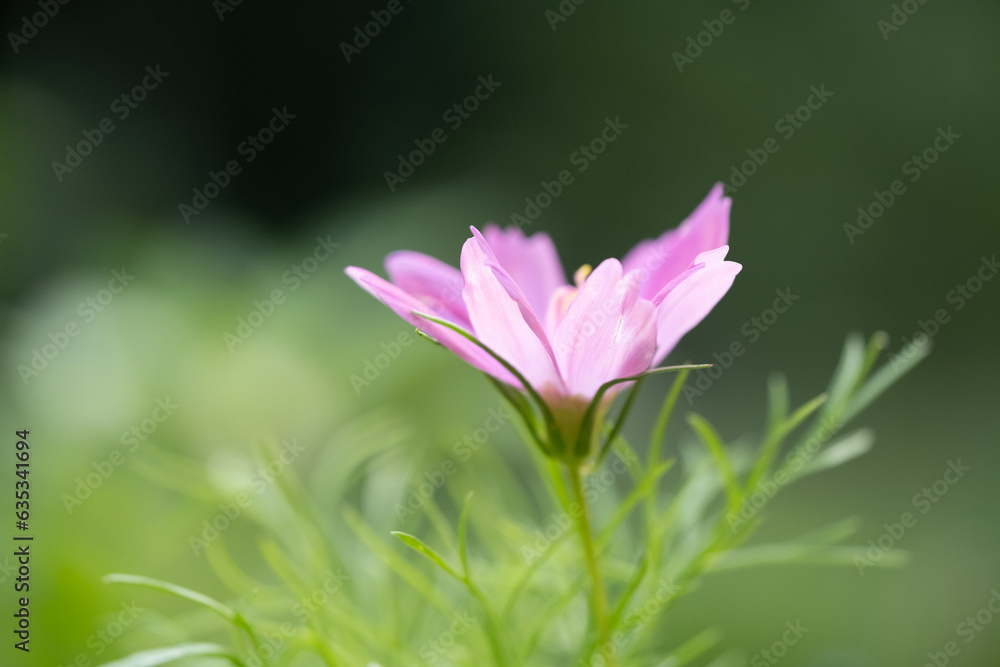 Vibrant pink cosmo flower in a summer garden. Vibrant pink cosmo flower in a summer garden.