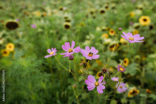 Purple cosmo flowers in a field of sunflowers with a bee pollina