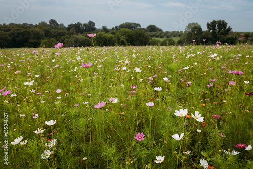 Fototapeta Naklejka Na Ścianę i Meble -  Beautiful landscape of pastel cosmo flowers in summer time