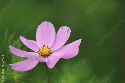 Vibrant pink and green spring wildflower flower background
