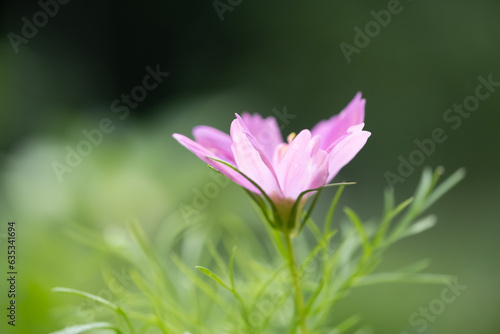 Vibrant pink cosmo flower in a summer garden.