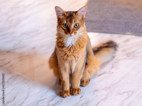 Obraz na plátně Portrait of a 7-month-old Somali Ruddy Cat on a Marble floor