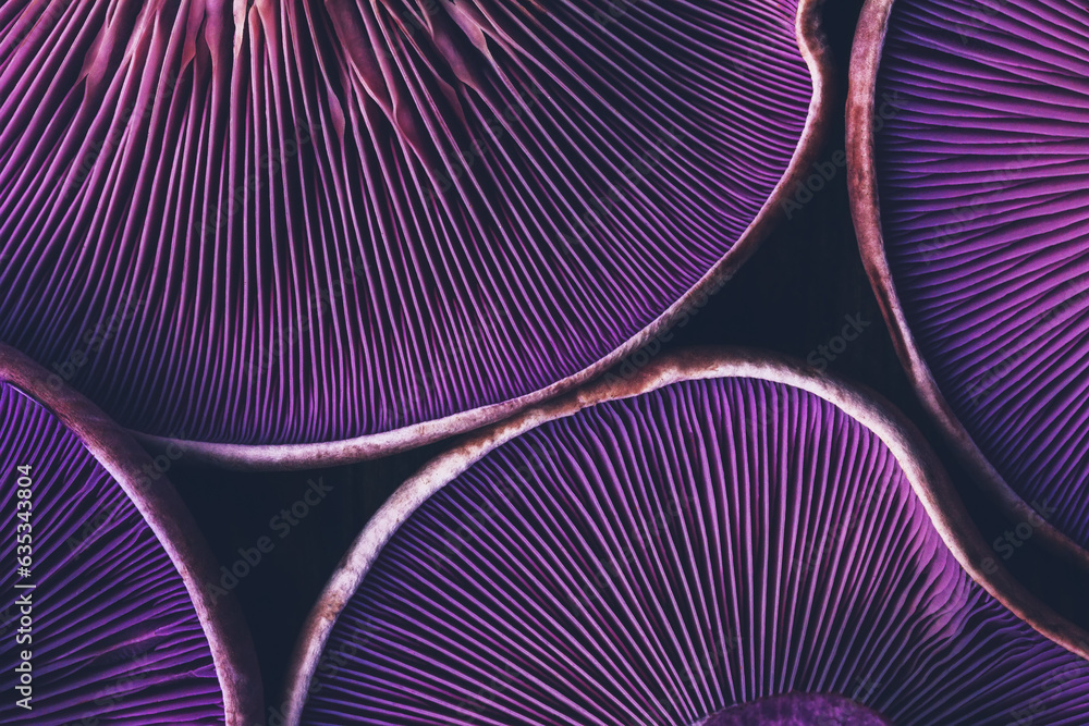 background texture of mushrooms purple lepista close-up top view
