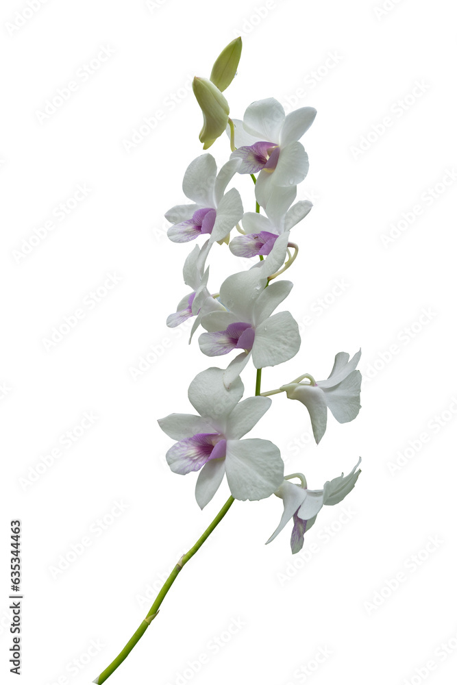 Obraz premium Beautiful orchid flower with isolated on white background and natural background. Bouquet of purple and white.