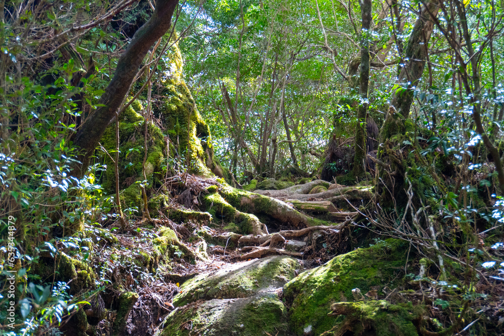 The view from the Yodogawa trailhead to the Yodogawa hut on Yakushima Island The view from the Yodogawa trailhead to the Yodogawa hut on Yakushima Island