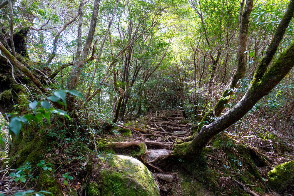 The view from the Yodogawa trailhead to the Yodogawa hut on Yakushima Island The view from the Yodogawa trailhead to the Yodogawa hut on Yakushima Island