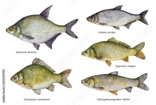 Watercolor set of fish: Abramis brama, Carassius carassius, Vimba vimba, Cyprinus carpio, Ctenopharyngodon idella. Hand drawn fish illustration isolated on white background.