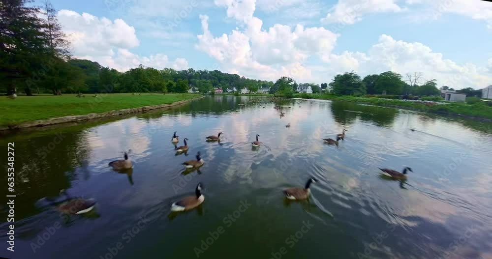Goose swimming in a pond. Goose swimming in a pond.