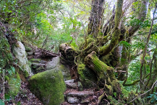 The path from Yodogawa Hut and Kuromidake in Yakushima island photo