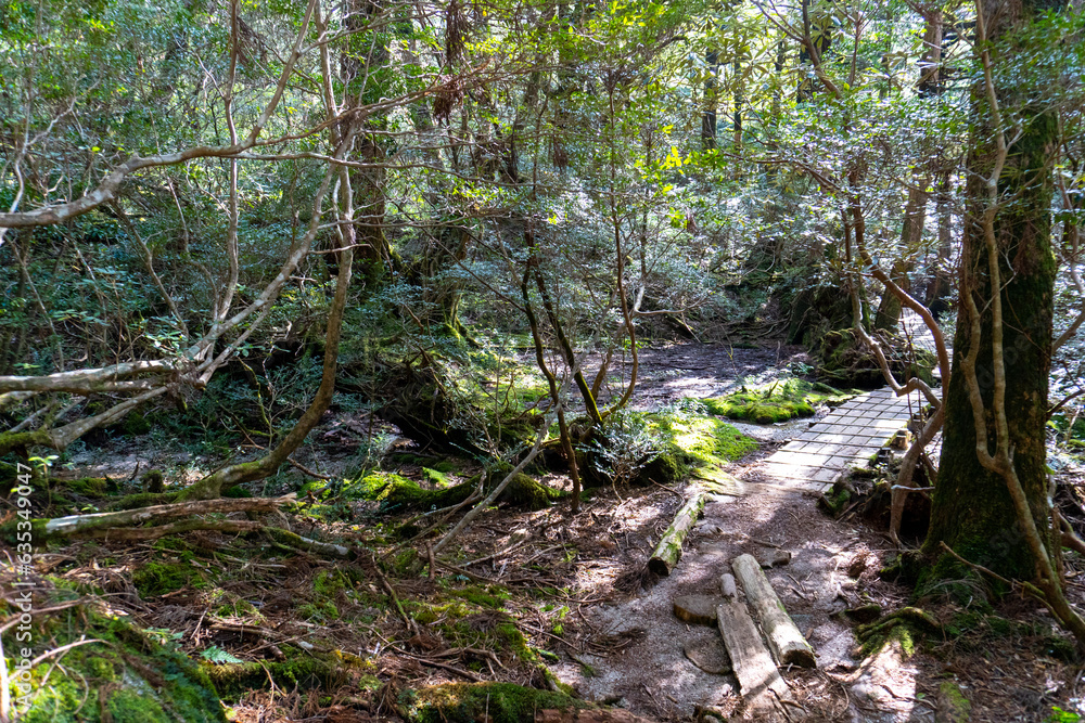 The path from Yodogawa Hut and Kuromidake in Yakushima island The path from Yodogawa Hut and Kuromidake in Yakushima island