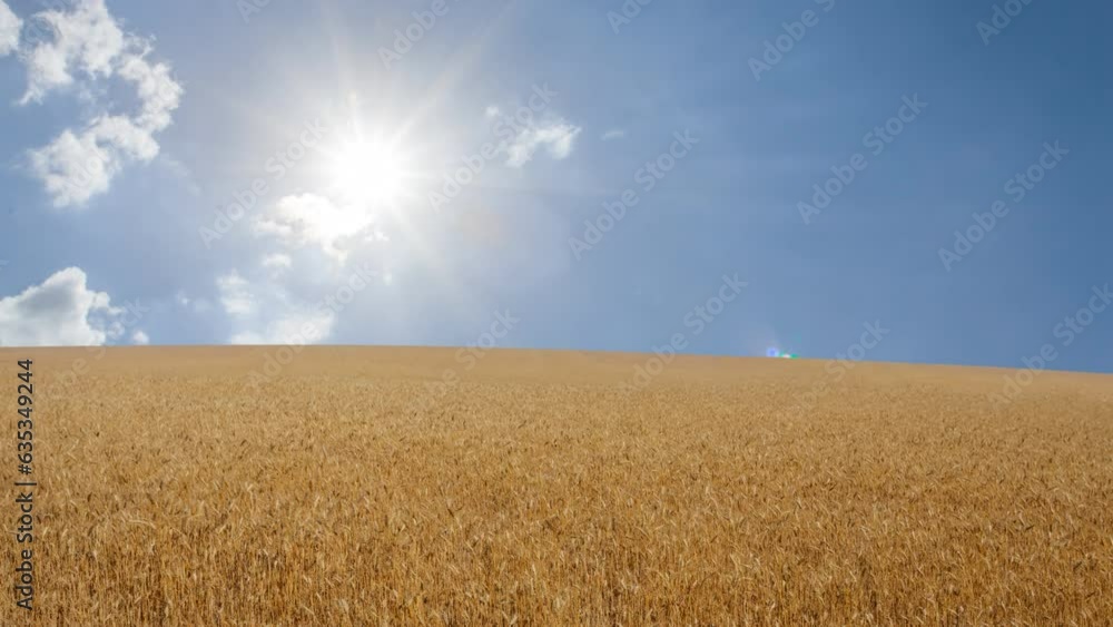 wide golden wheat field under sparkle sun, summer agricultural time lapse scene wide golden wheat field under sparkle sun, summer agricultural time lapse scene