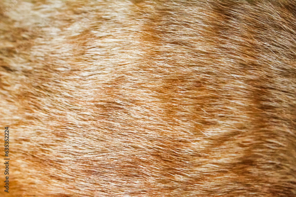 close up of fur texture close up of fur texture