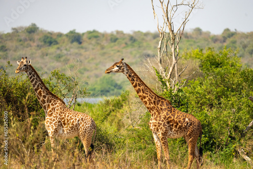 Giraffe in Akagera national park Ruanda