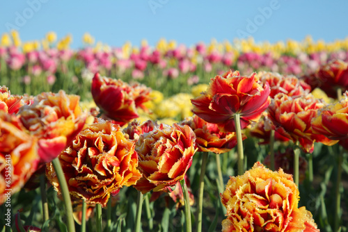 Beautiful colorful tulip flowers growing in field on sunny day  selective focus