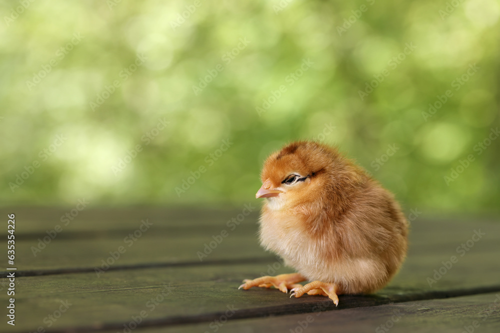 Cute chick on wooden surface outdoors, closeup with space for text. Baby animal