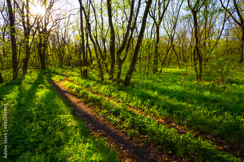 ground road among green forest in light of sparkle sun ground road among green forest in light of sparkle sun