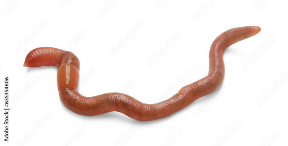 One earthworm isolated on white. Terrestrial invertebrates One earthworm isolated on white. Terrestrial invertebrates