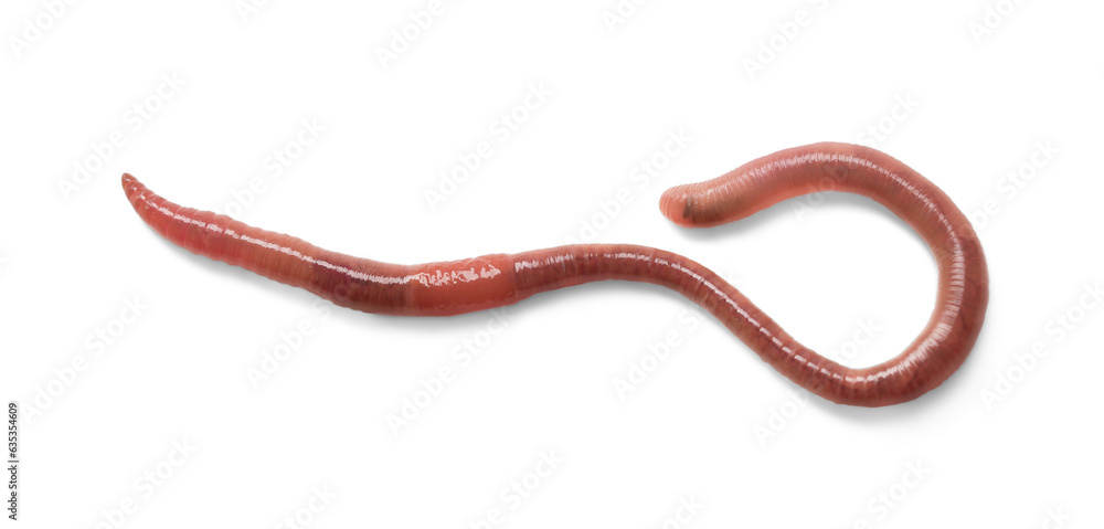 One earthworm isolated on white. Terrestrial invertebrates One earthworm isolated on white. Terrestrial invertebrates