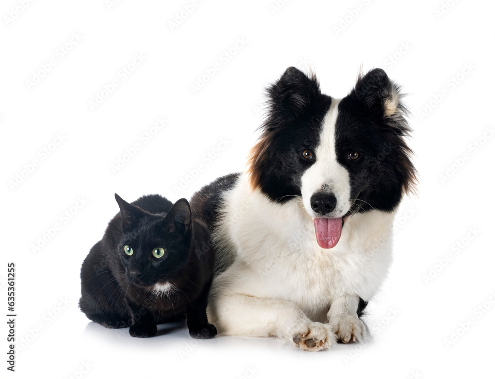 Finnish Lapphund and cat