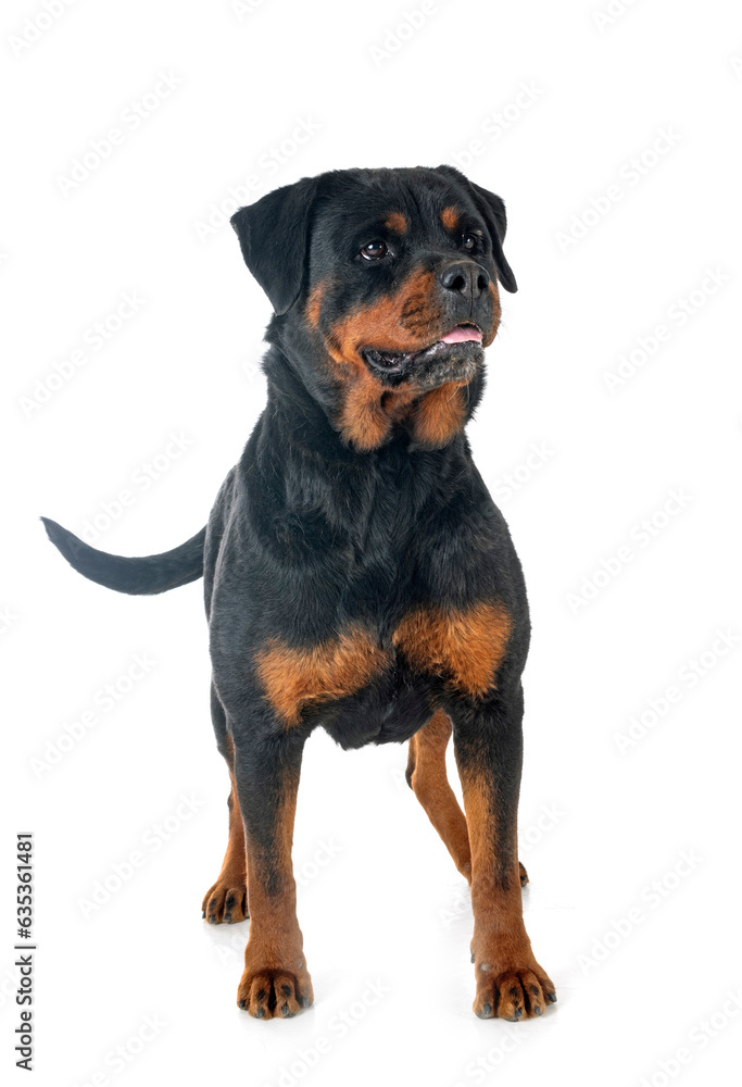 rottweiler in studio