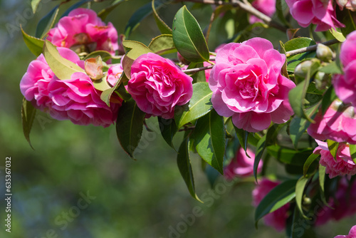 Close up of common camellia  camellia japonica  flowers in bloom