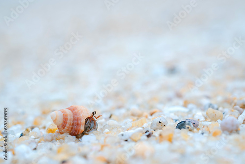 Hermit crab on the beach of Thailand.