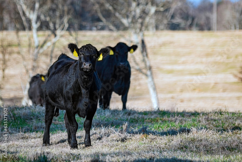 Foto Black Angus heifers in January pasture