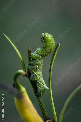 Tomato hornworm (Manduca quinquemaculata) close up photo