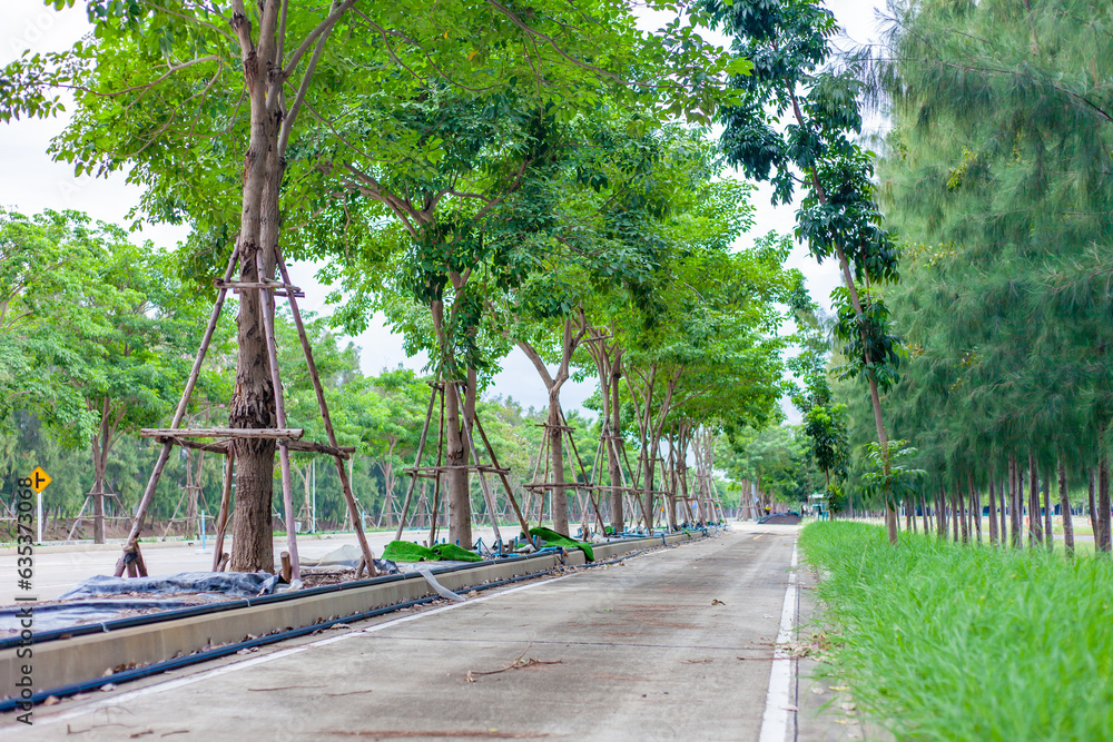 Obraz premium road in the park