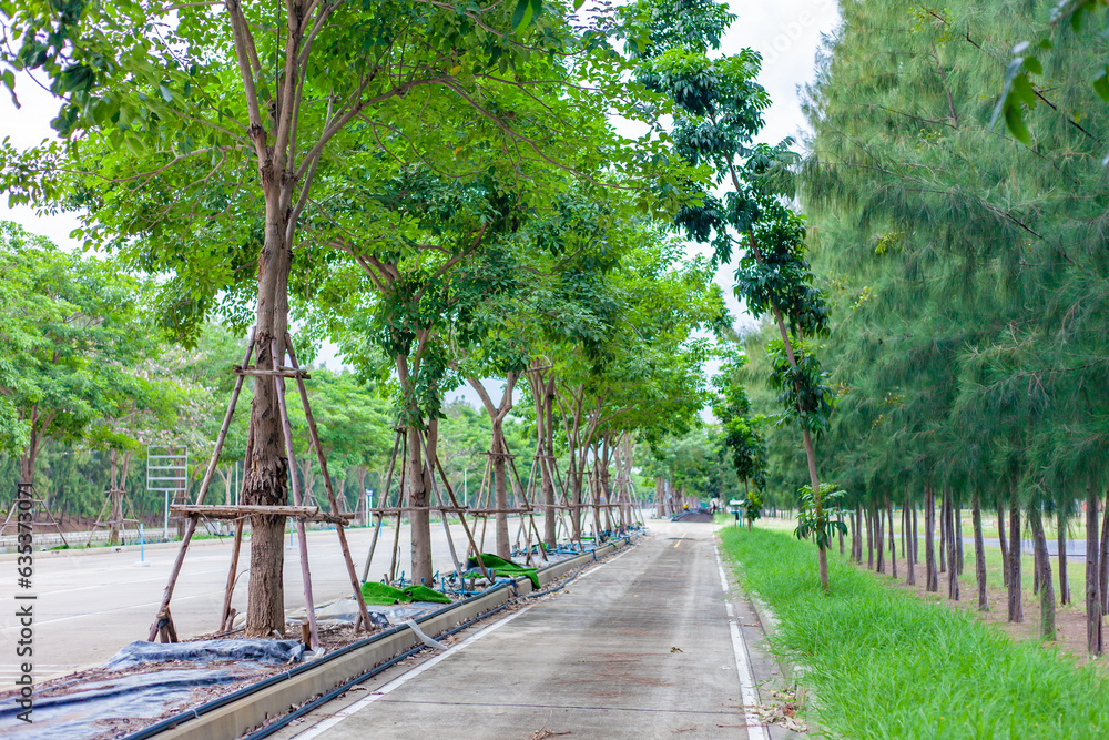 Obraz premium path in the park