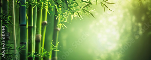 Bamboo trees background. Copy space