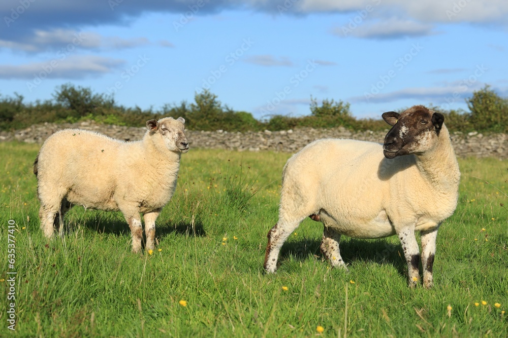 Fototapeta premium Sheep: Ewe and her lamb in field on farmland in rural Ireland in summer sunlight
