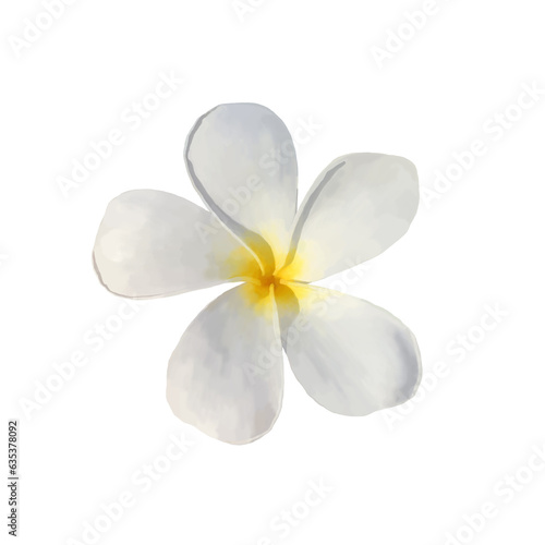 Close up of blossom frangipani or plumeria flower head, tropical summer beach. Hawaiian Spa beauty product. Bali Thailand.