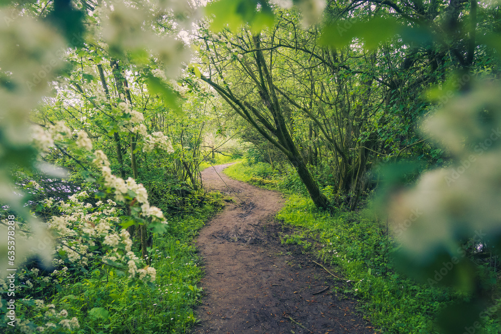 Obraz premium spring in the park