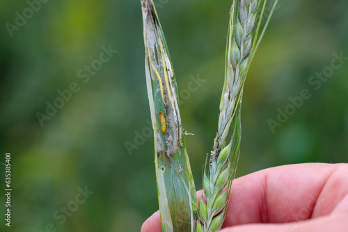 A stem of barley damaged by a caterpillar of meadow shade moth (Cnephasia pasiuana). Its pupa is visible.