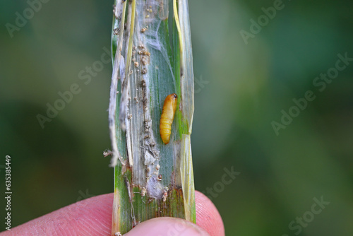 An ear of cereal destroyed by a moth caterpillar (Cnephasia). Visible pupa, which was hidden in a rolled up leaf. photo
