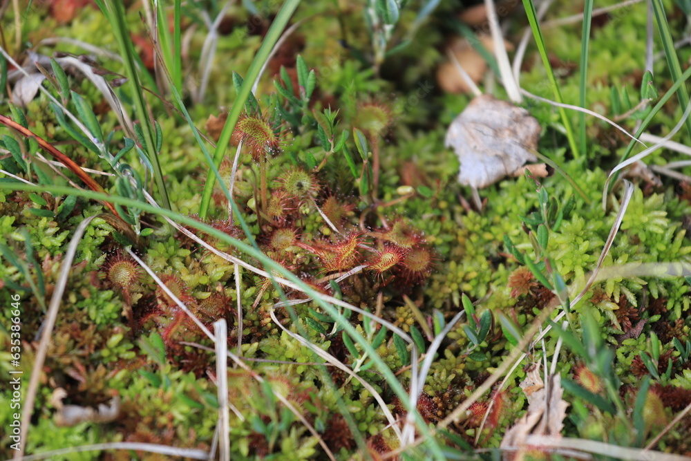 Drosera, plante carnivore