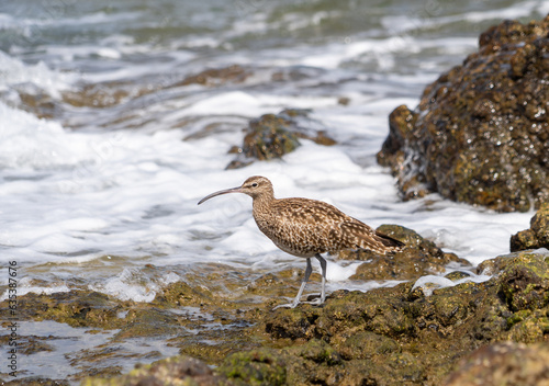 Wading Bird in Fuerteventura Spain, eurasian whimbrel, Numenius phaeopus, Zarapito trinador, Brown Feathers and Downward Beak