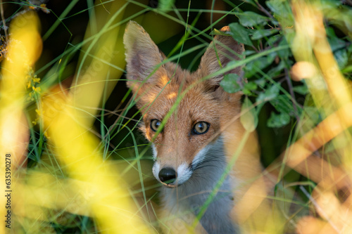 Red fox Vulpes vulpes. The animal is hiding in the bushes