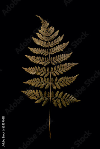 golden fern leaf on black background