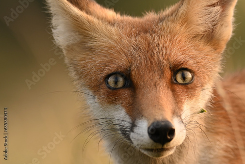 Portrait red fox Vulpes vulpes on a beautiful background © Tatiana