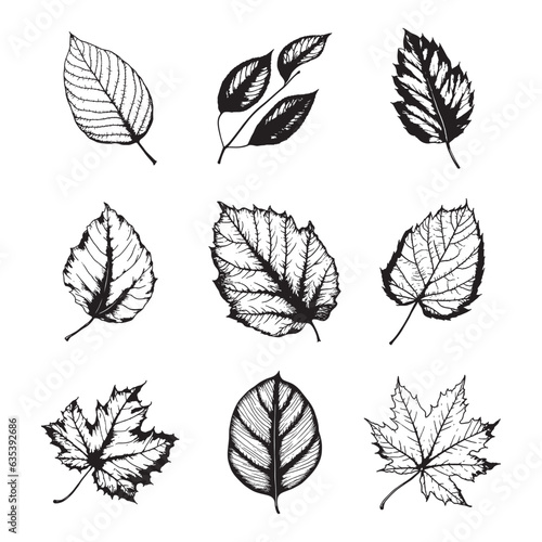 Hand drawn leaf vector set
